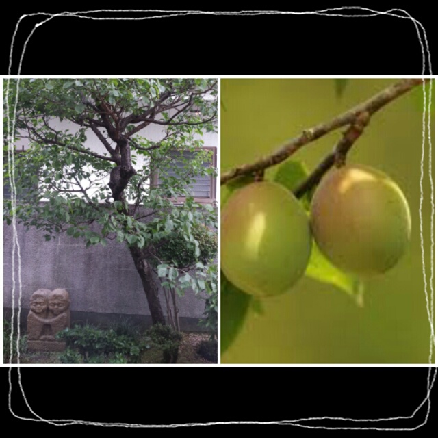 ume2